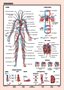 Tanulói munkalap, A4,  STIEFEL "Vérkeringés"